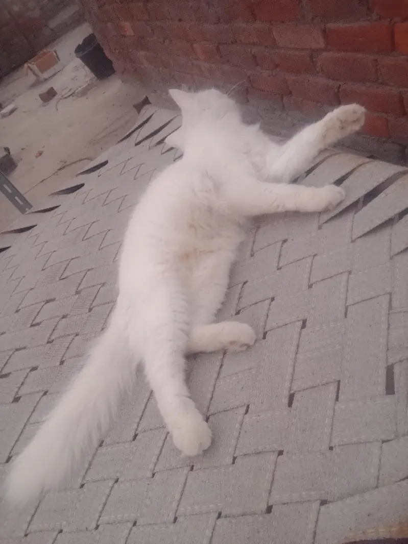 pregnant cat for sale — photo 5