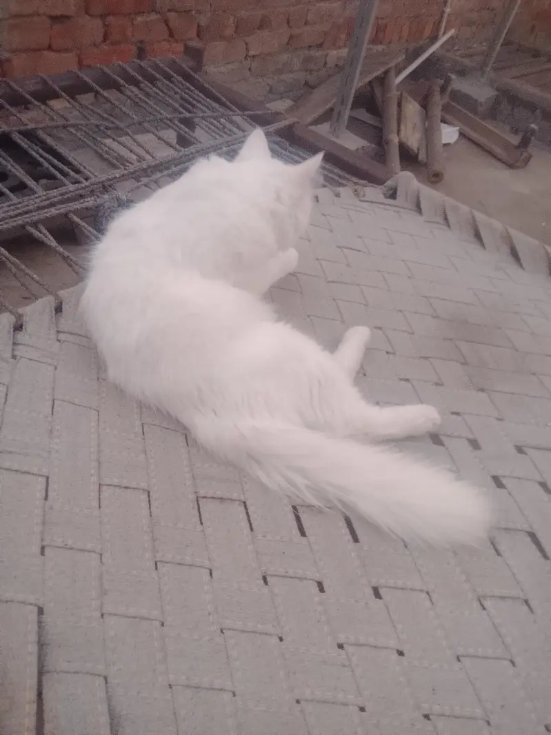 pregnant cat for sale — photo 6