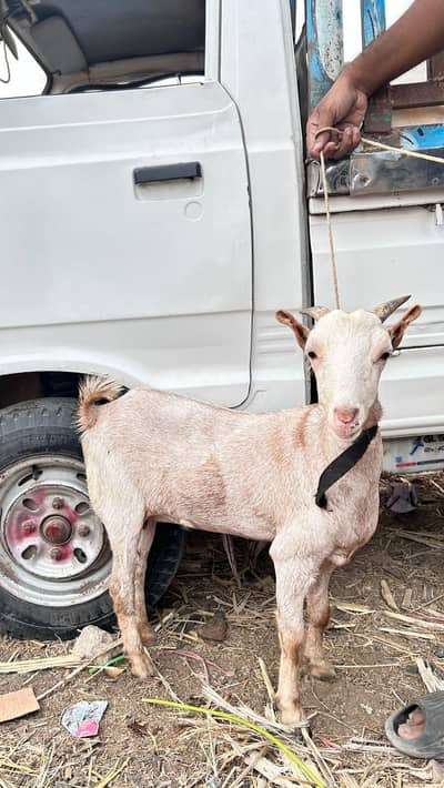 perfect zero size tedi female