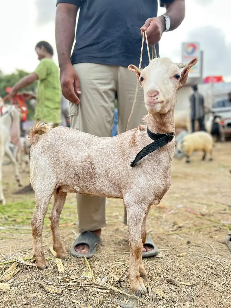 perfect zero size tedi female — photo 2