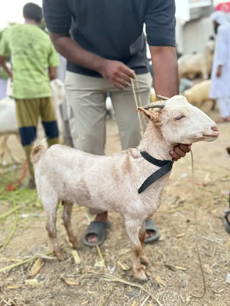 perfect zero size tedi female — photo 4