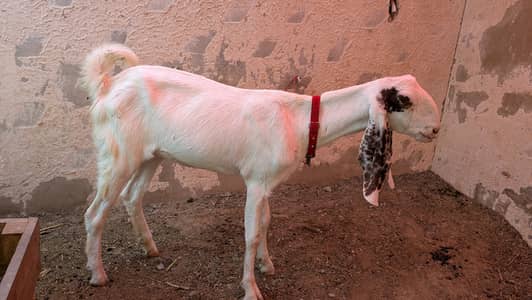 Beetal + gulabi bakri