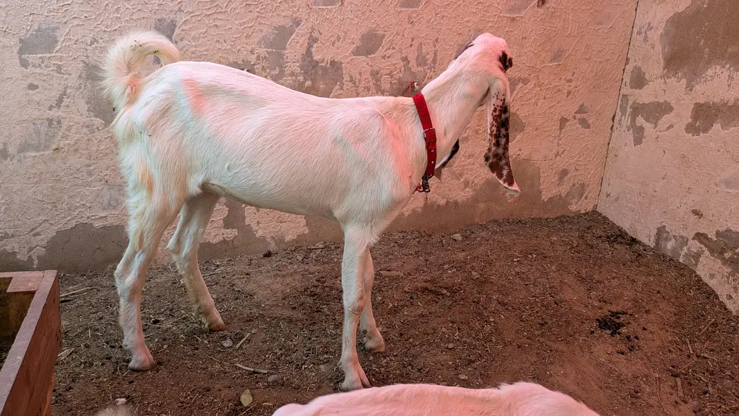 Beetal + gulabi bakri — photo 2