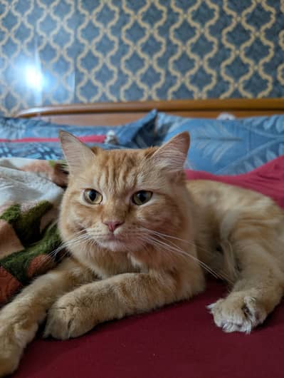 Male Cat for Sale