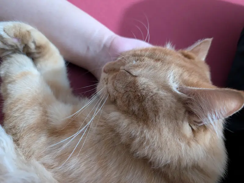 Male Cat for Sale — photo 2