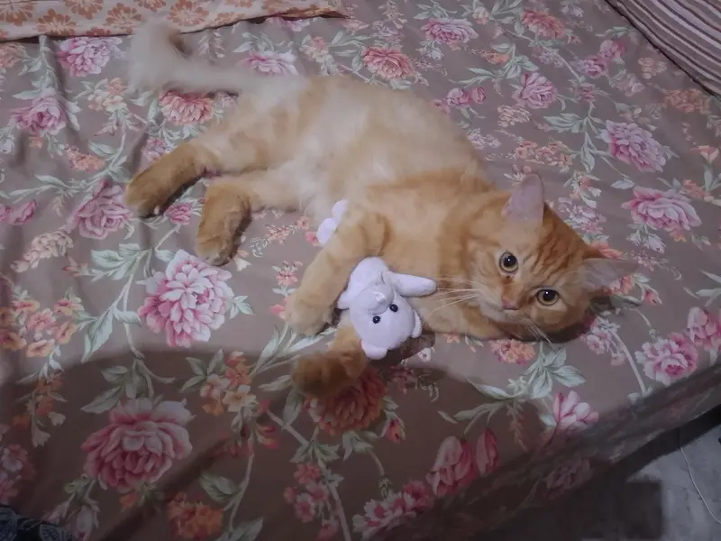 Male Cat for Sale — photo 3