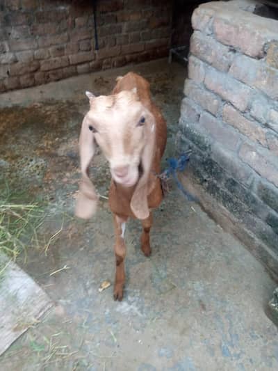 ایک بکری اور دو بچے