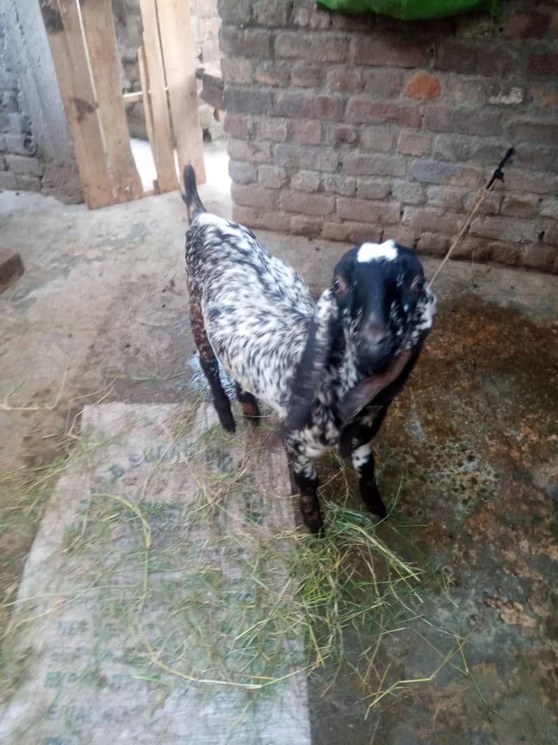 ایک بکری اور دو بچے 1