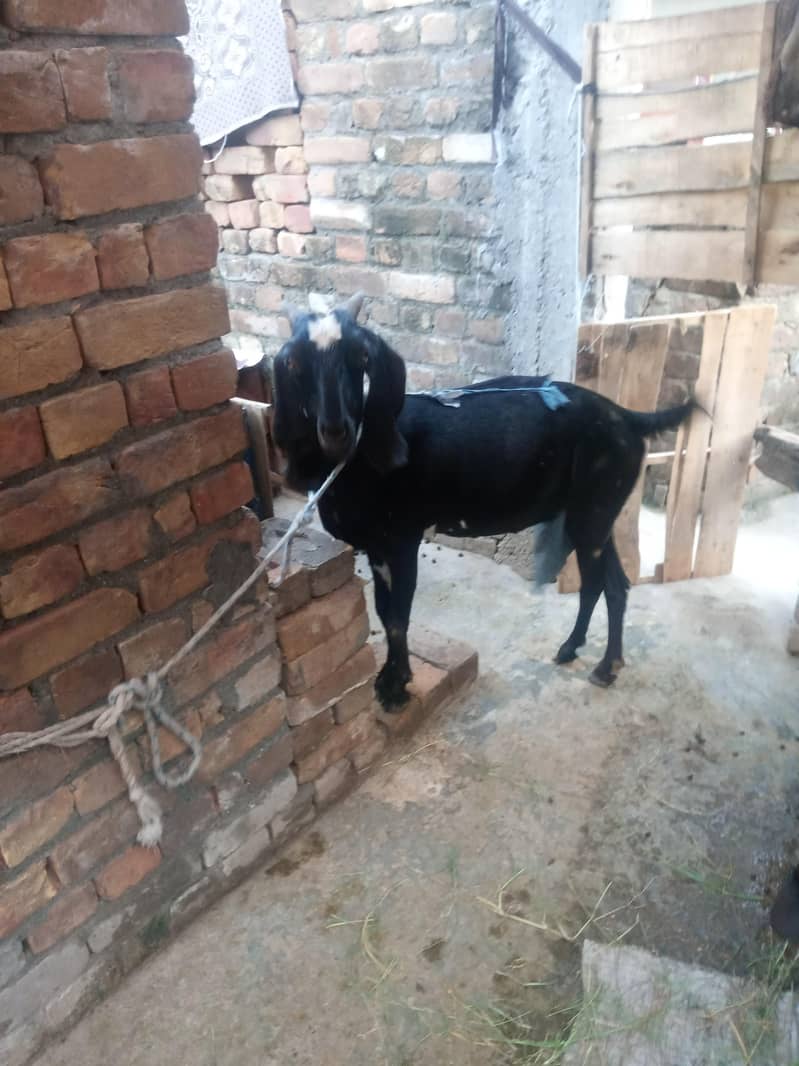 ایک بکری اور دو بچے 2