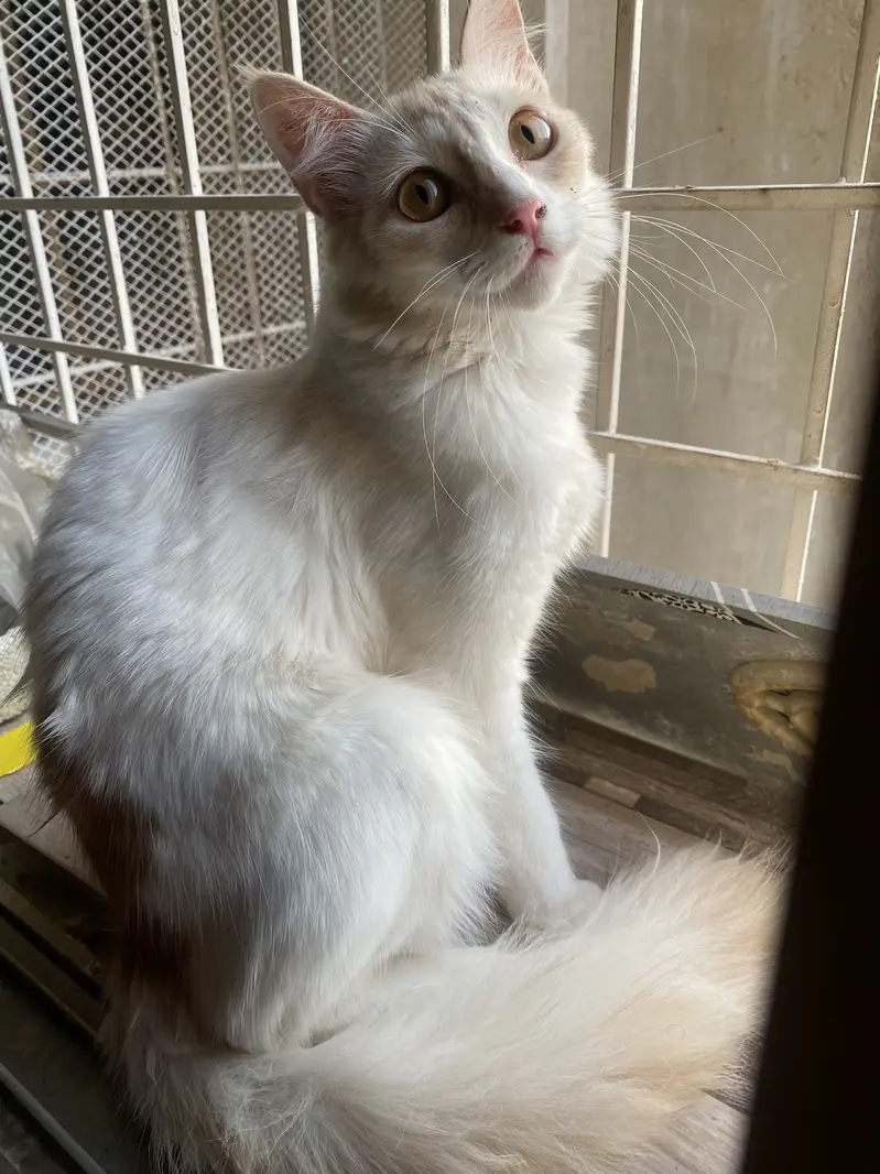 Semi Persian Cats — photo 2