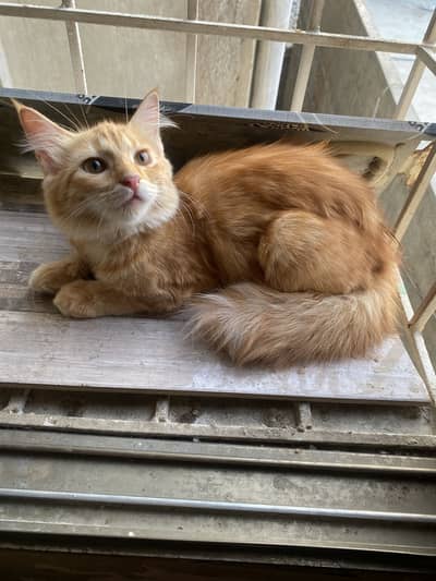 Semi Persian Cats