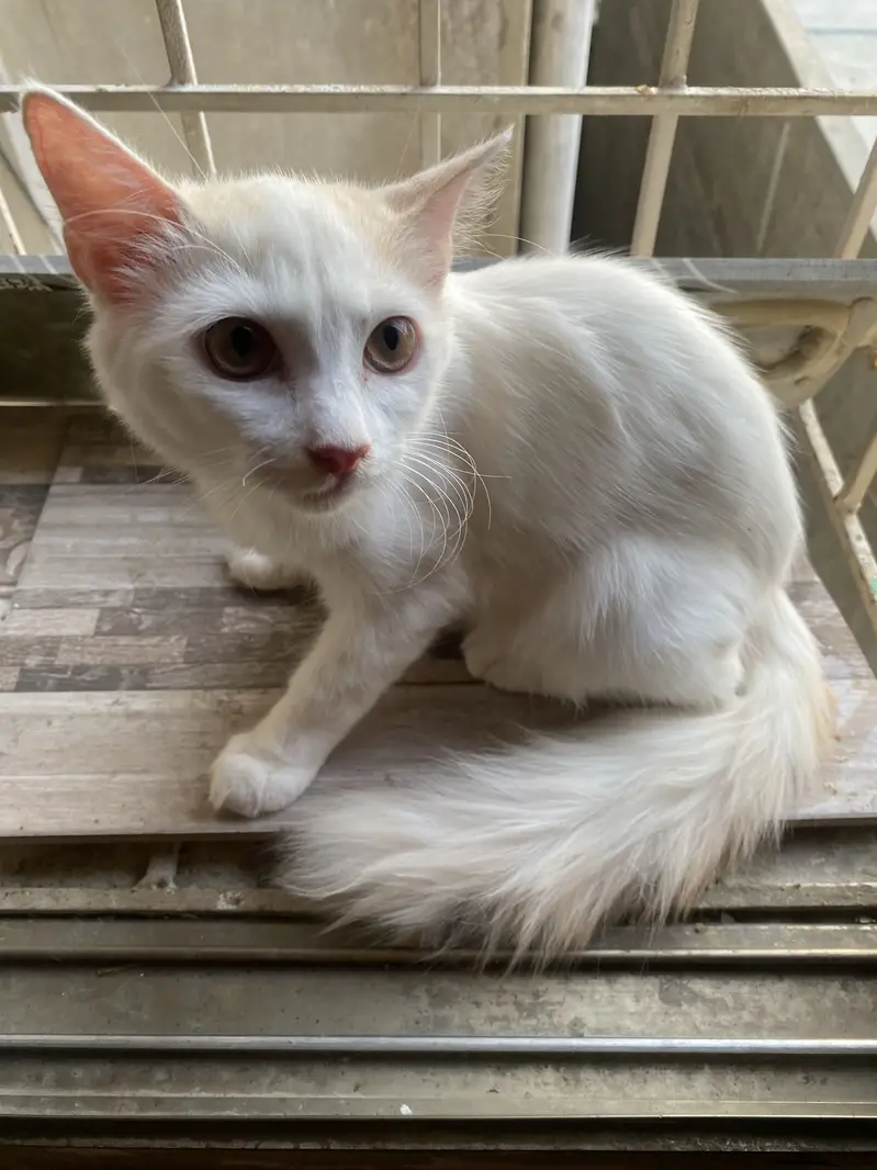 Semi Persian Cats — photo 3