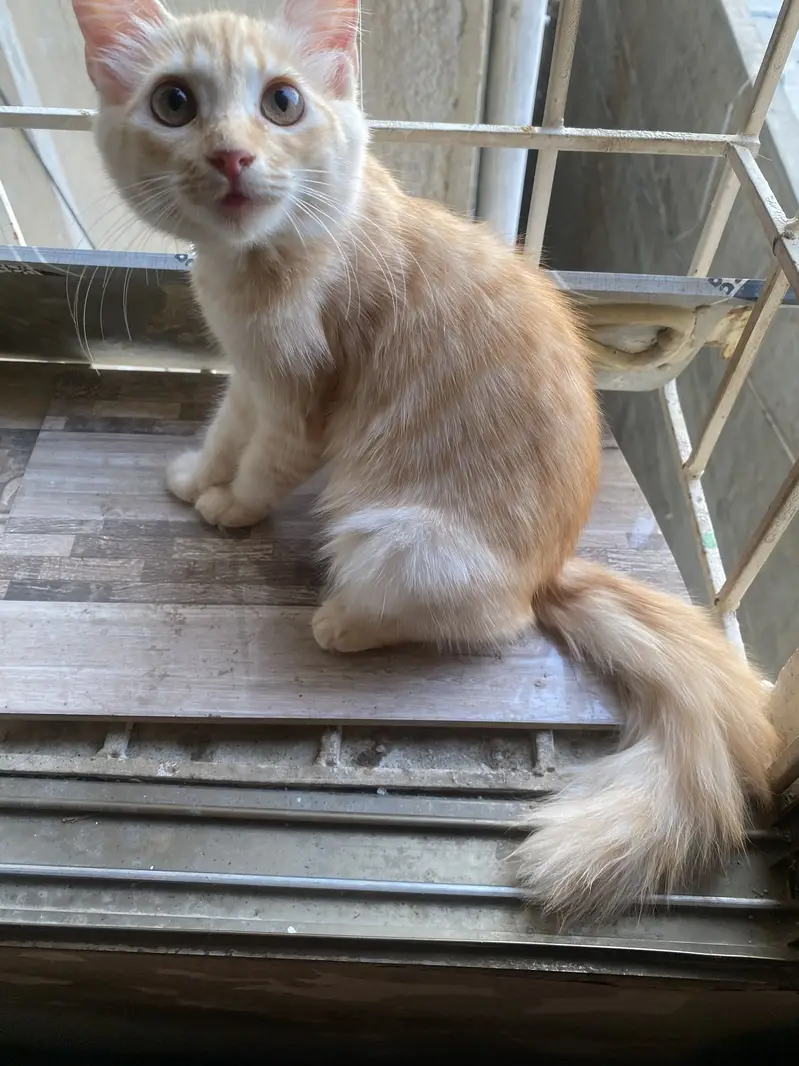 Semi Persian Cats — photo 5