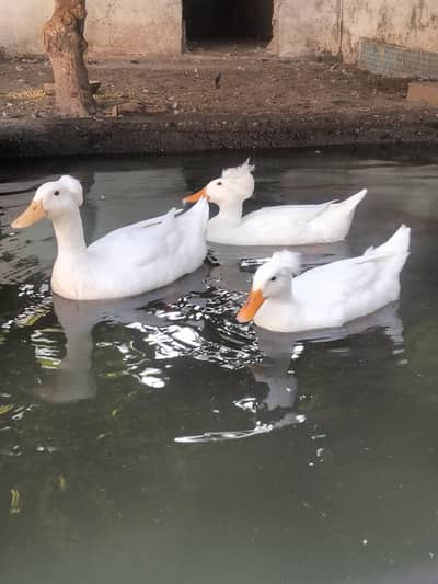 Duck | crested duck | Cayuga duck | بطخ | کایوگا | کریسٹڈ |
