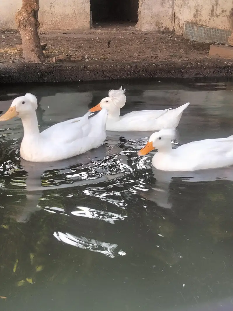 Duck | crested duck | Cayuga duck | بطخ | کایوگا | کریسٹڈ | — photo 3