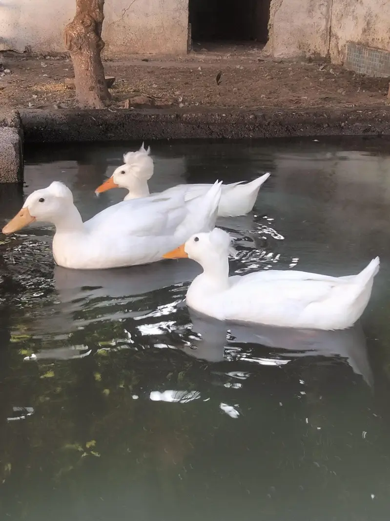 Duck | crested duck | Cayuga duck | بطخ | کایوگا | کریسٹڈ | — photo 4