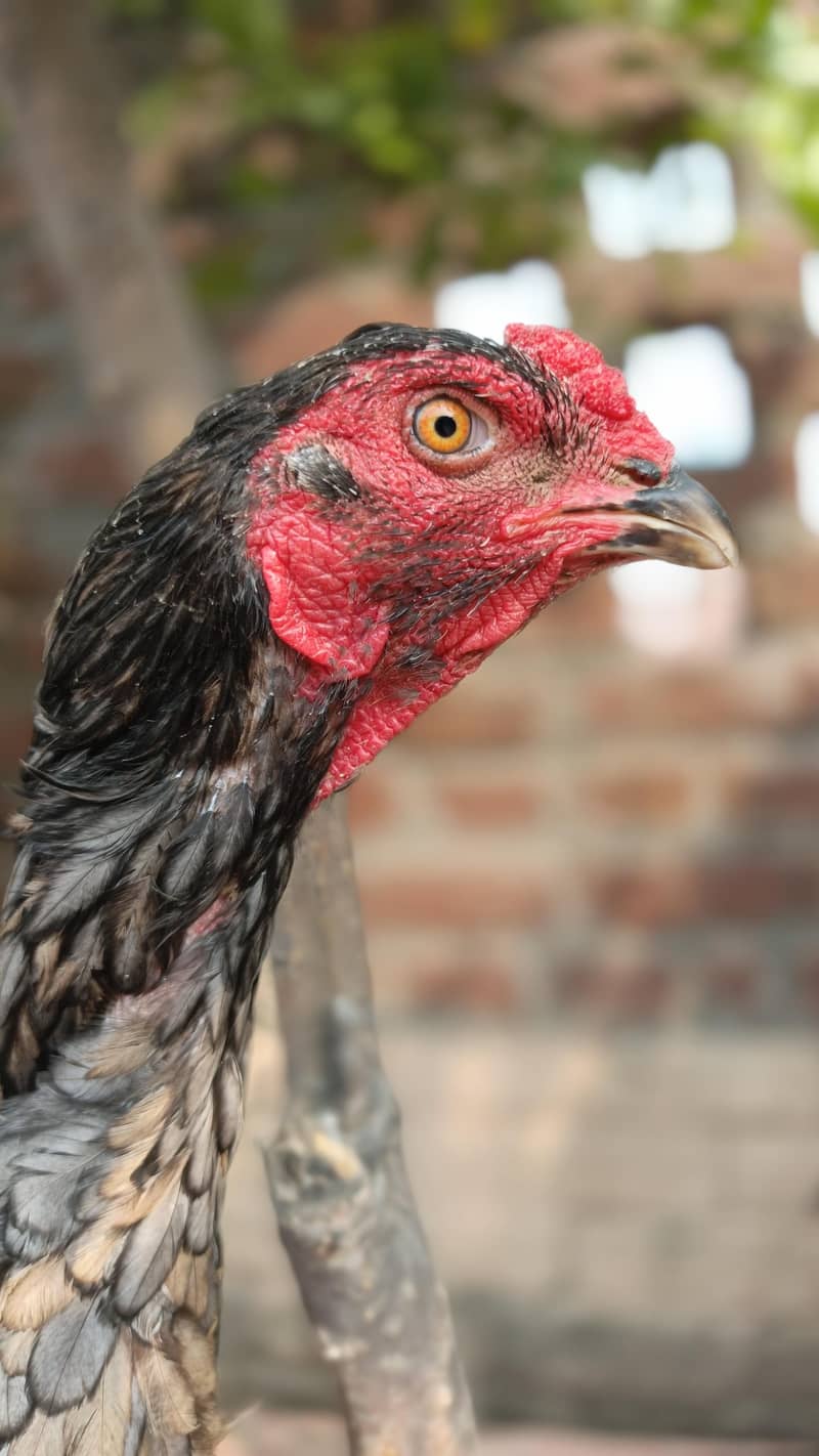 Quality bird 0