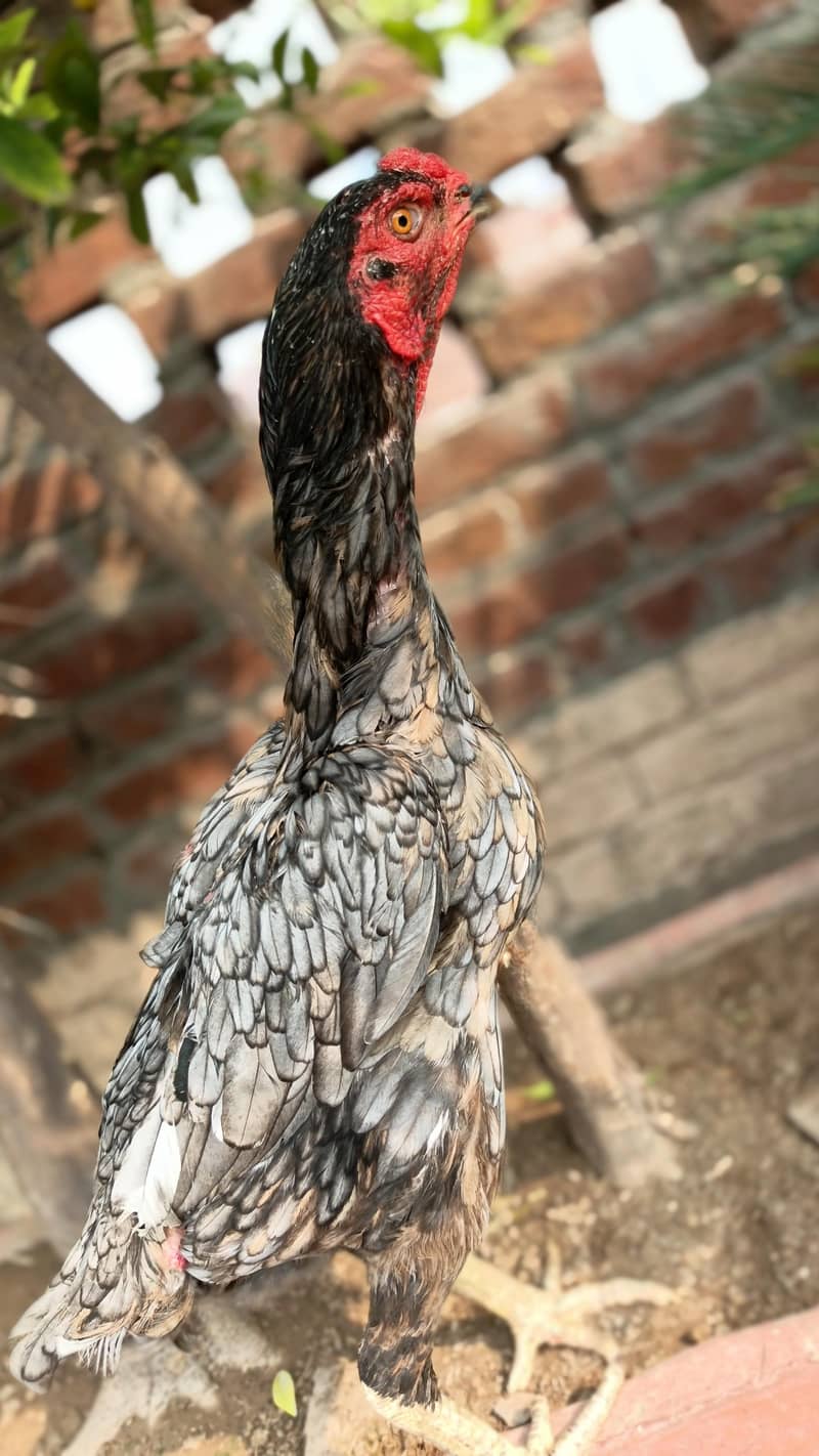 Quality bird 1
