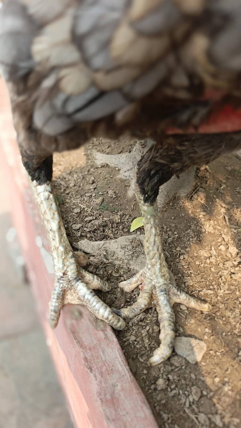 Quality bird 2