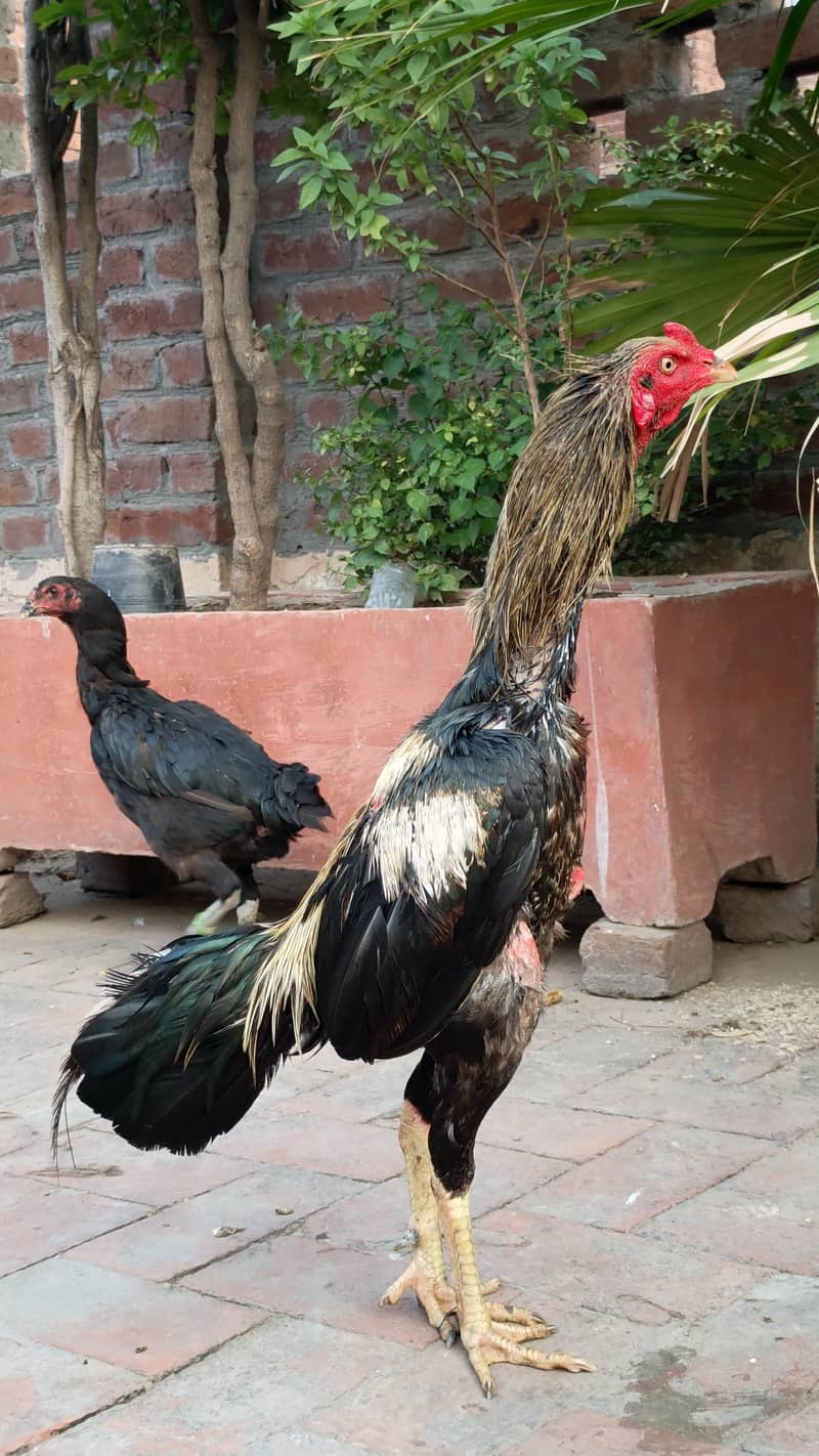Quality bird 3