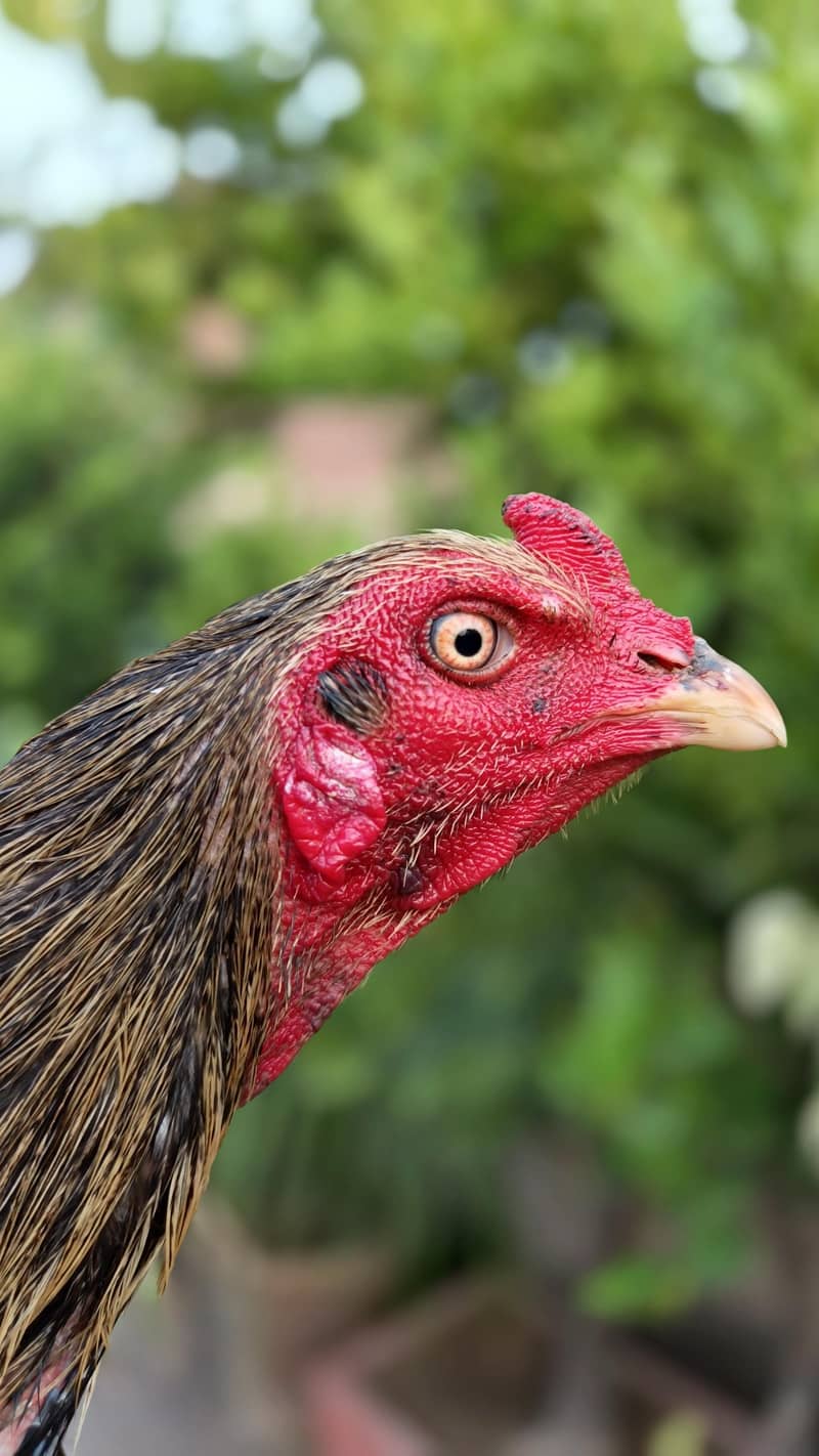 Quality bird 4