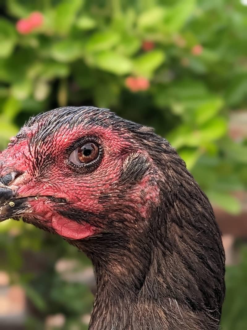 Quality bird 5