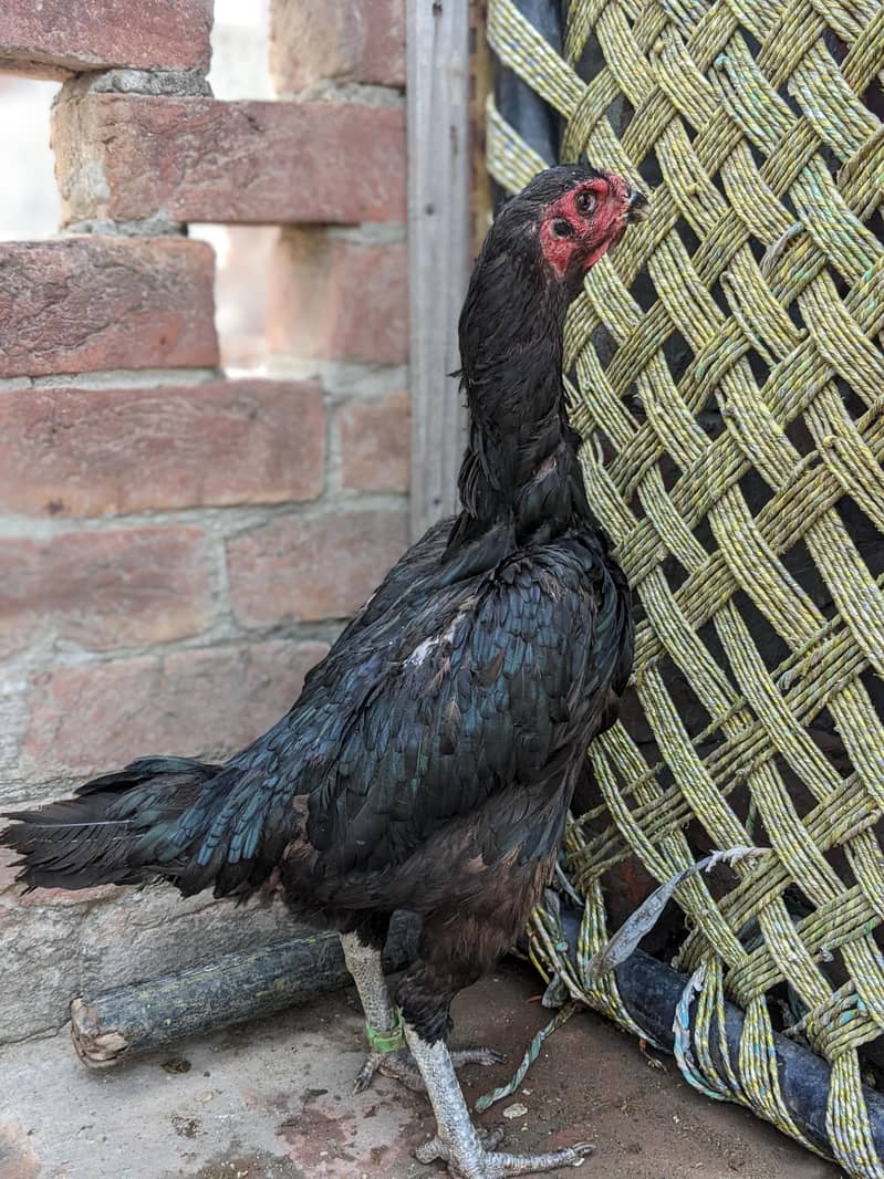 Quality bird 6