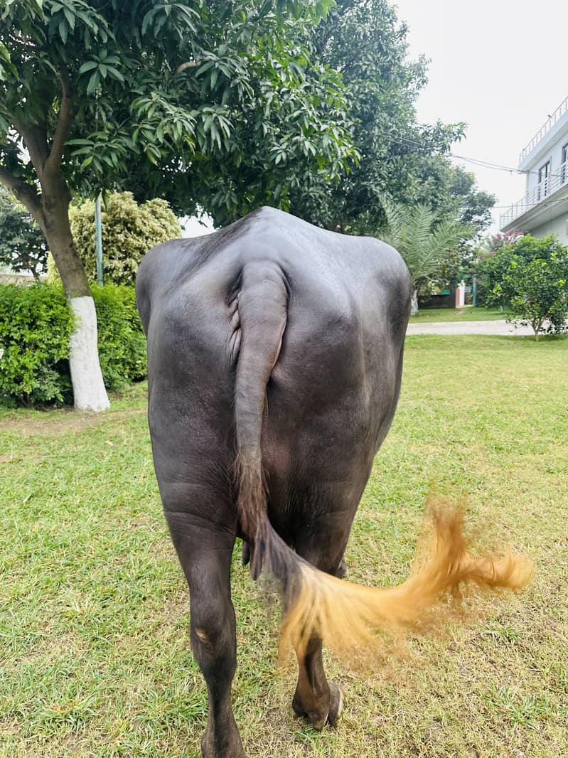 Buffalo for sall 1
