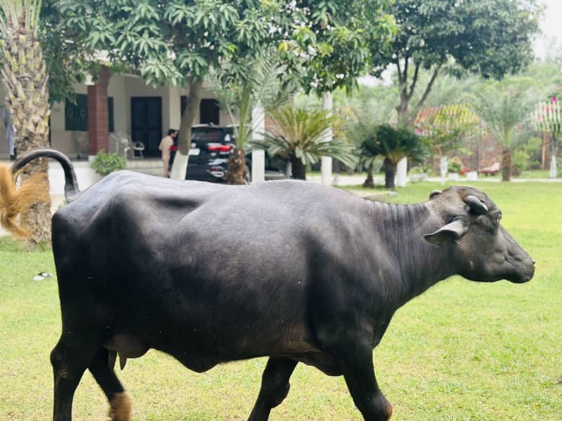 Buffalo for sall 2
