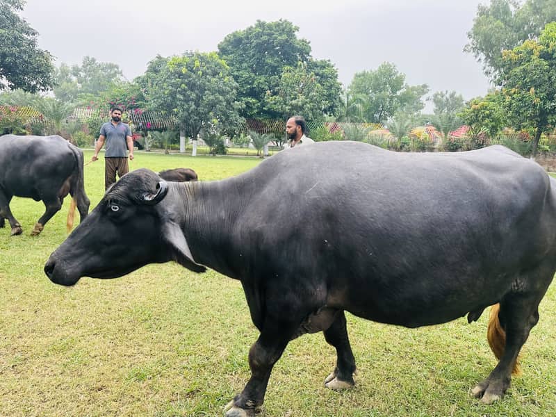 Buffalo for sall 3