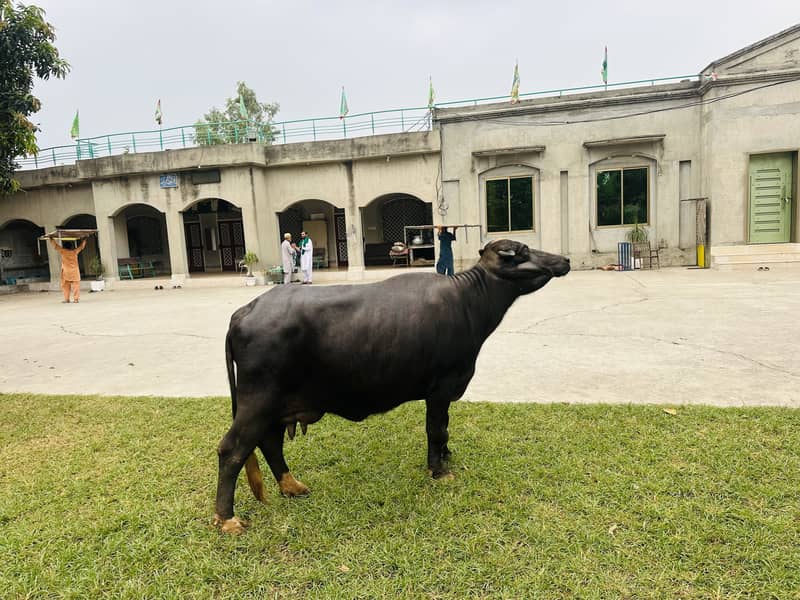 Buffalo for sall 4