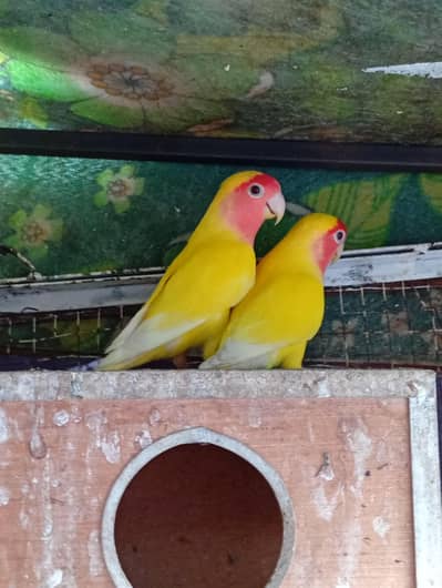 Lovebirds breeder's