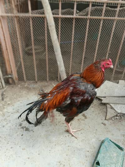 Aseel  male for sale 03103759121 whatsapp number