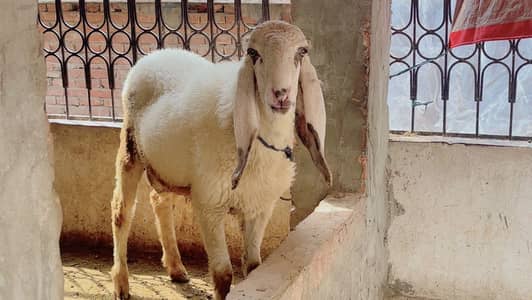 kajla (lahka ) ik chatra (gulbi bakra)