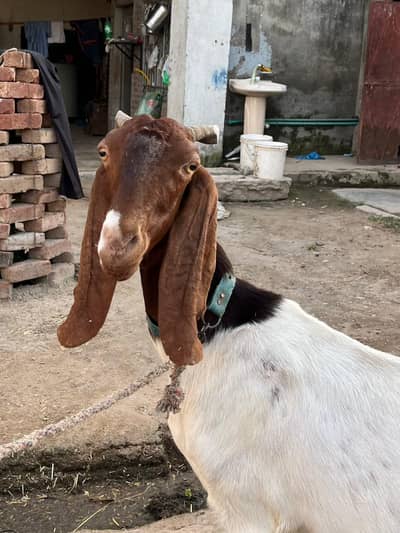 Beetal cross Bakri