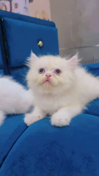 Extream punch face kitten long coat