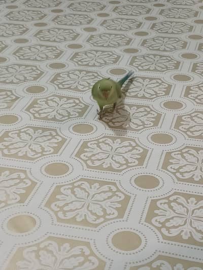 green parrot