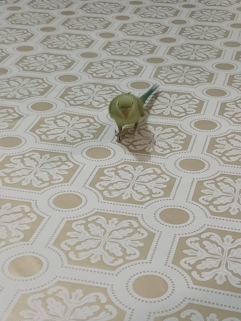 green parrot 0