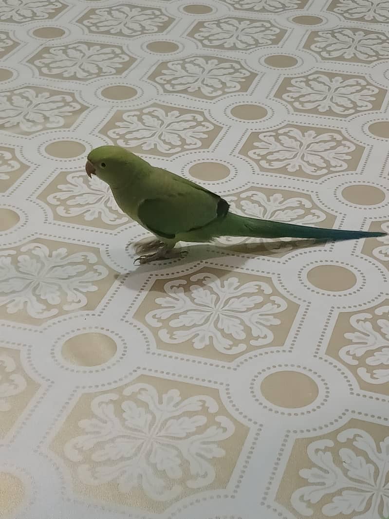 green parrot 1