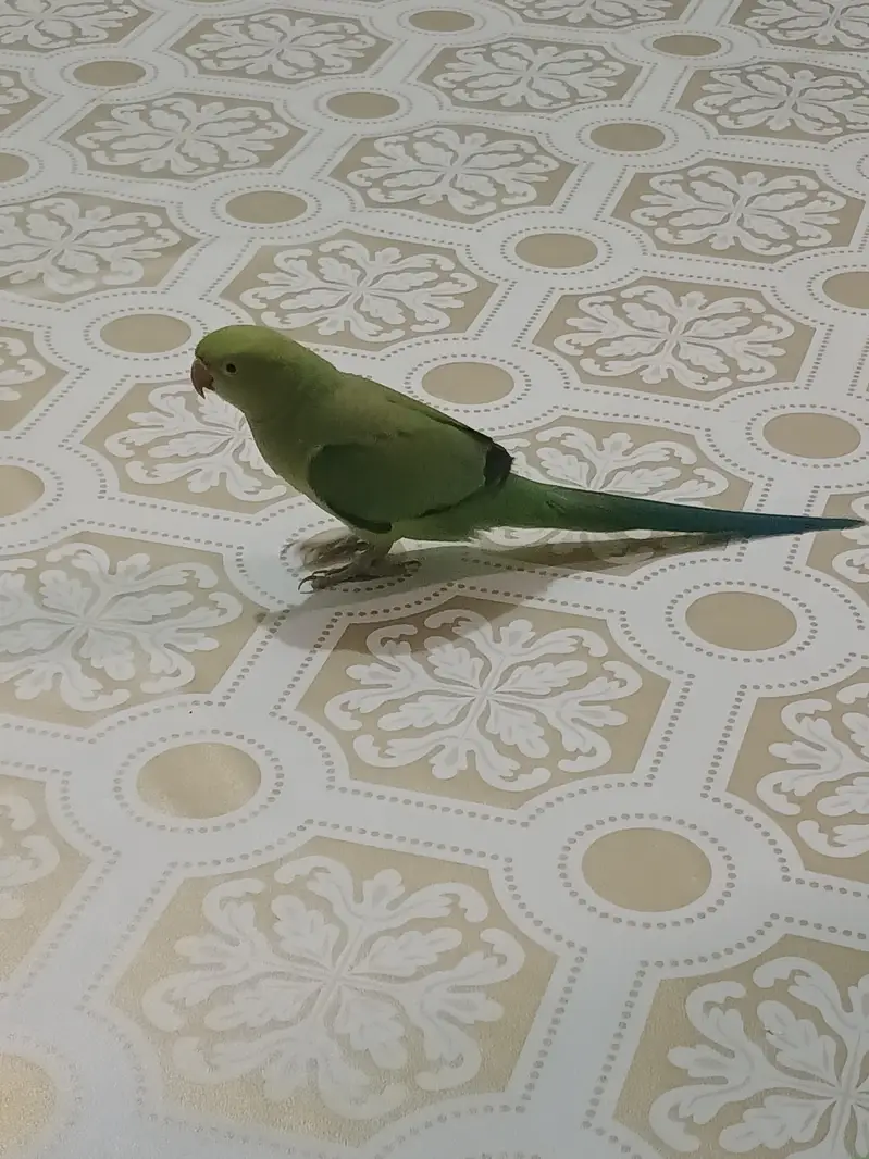 green parrot — photo 2
