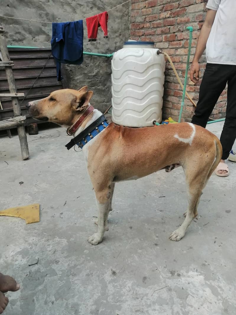 kohati gultir 0