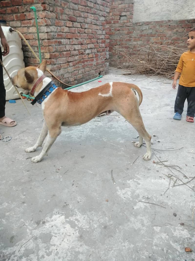 kohati gultir 2