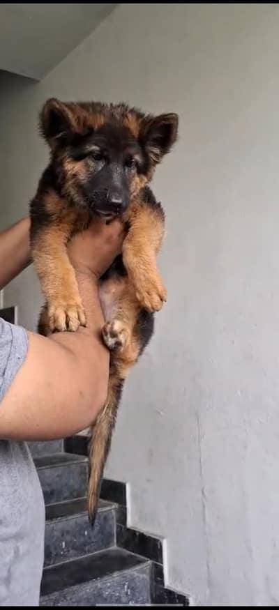 German Shepherd long coat female
