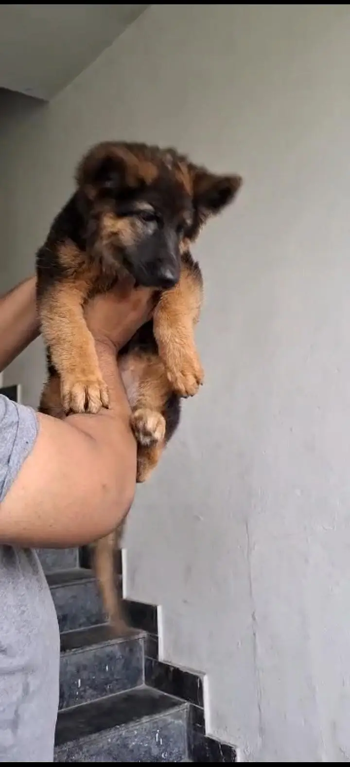 German Shepherd long coat female — photo 2