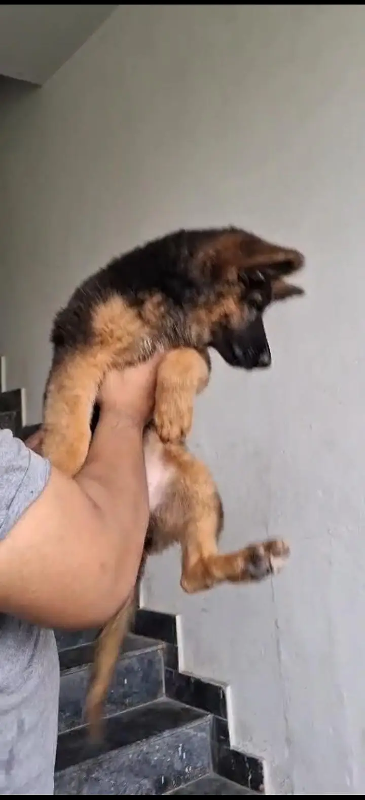 German Shepherd long coat female — photo 3