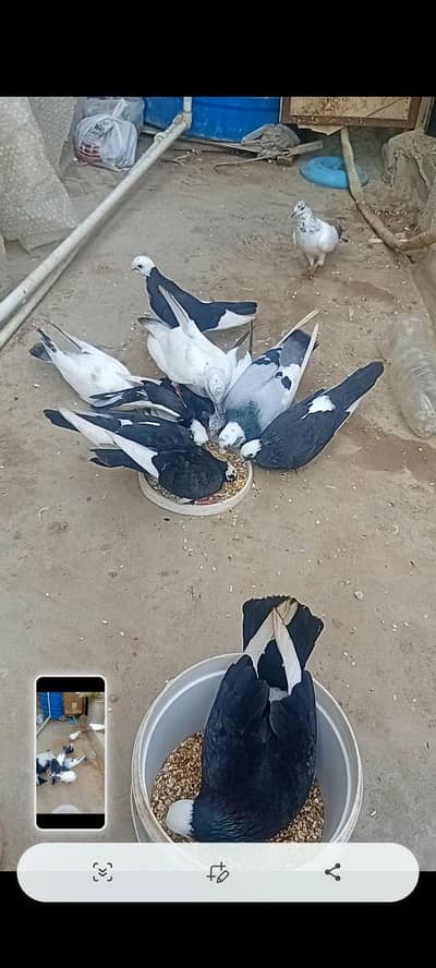 all pigeons for sale (total 12pegions)
