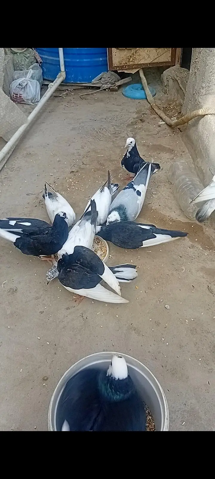 all pigeons for sale (total 12pegions) — photo 2