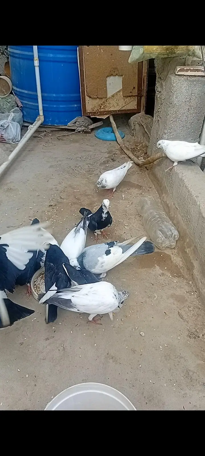 all pigeons for sale (total 12pegions) — photo 3