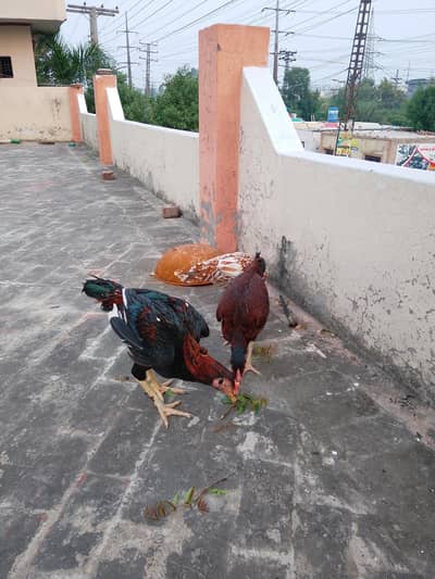 Aseel Murga or murgi pure Pakistani breed
