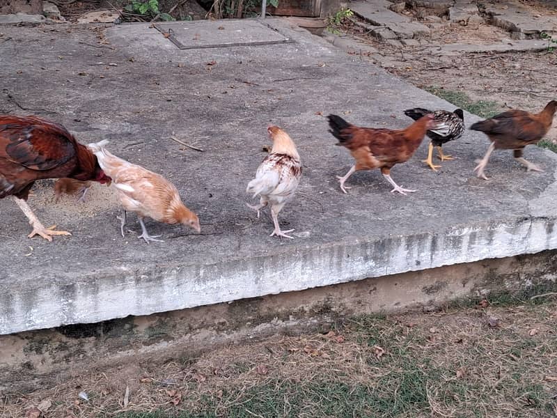 گھر کے پالے ہوئے اصیل مرغے اور مرغیاں برائے فروخت 1